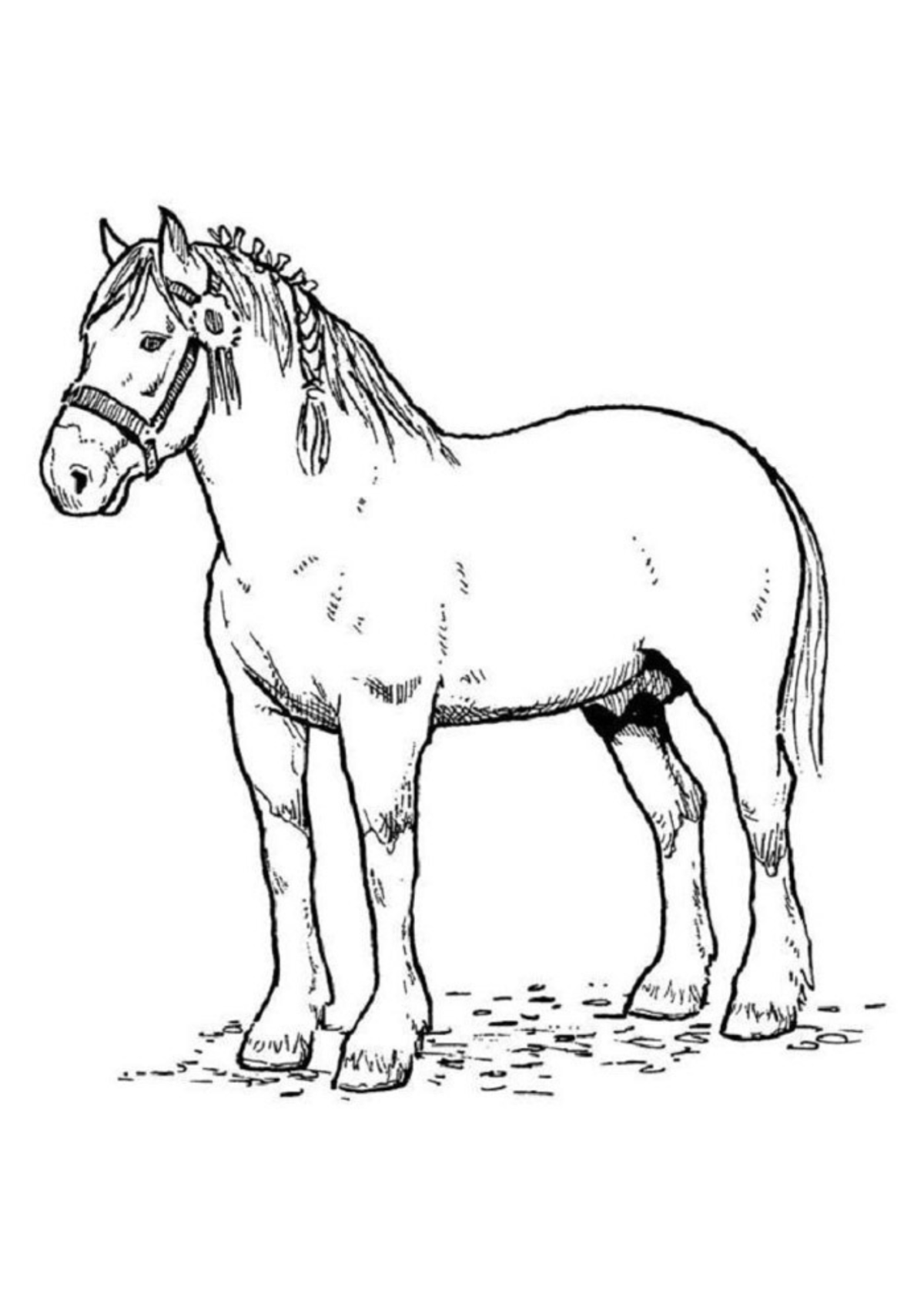 Desenhos para Colorir Cavalo