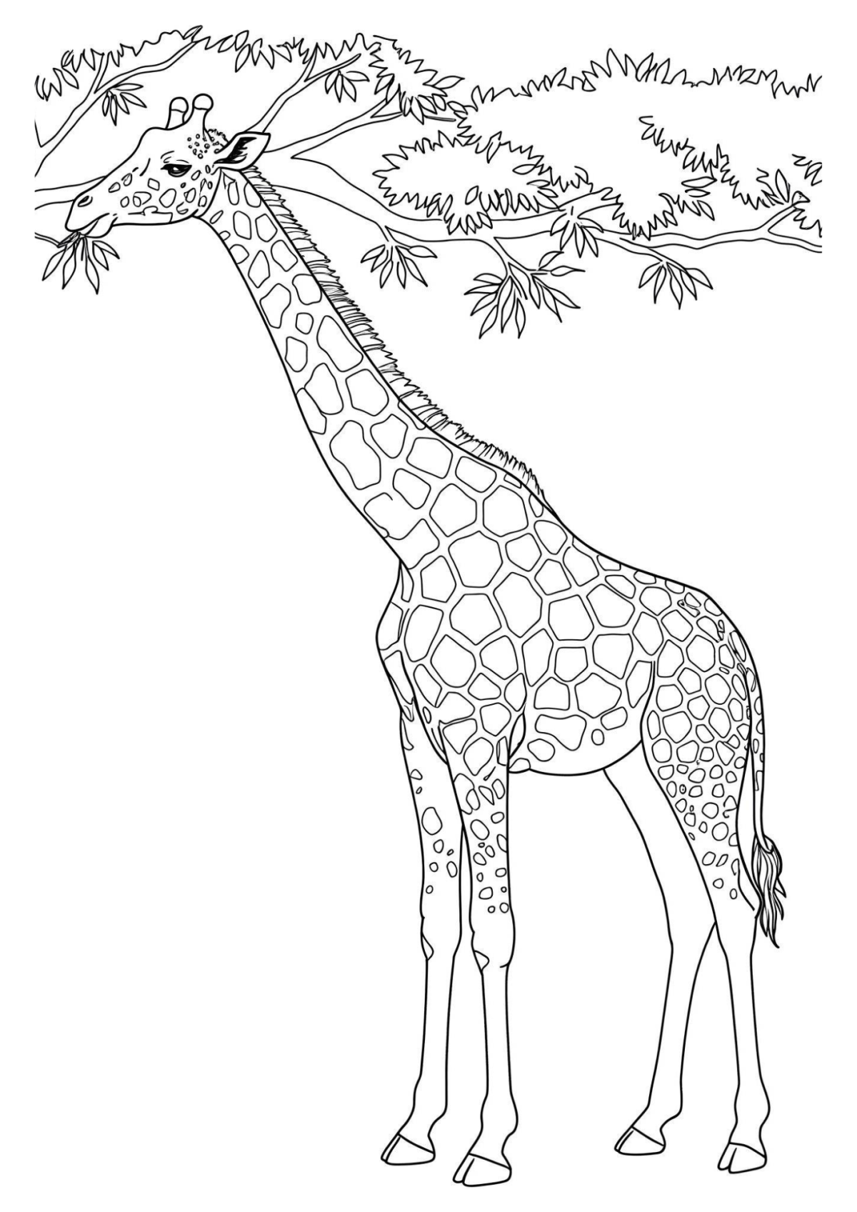 Desenho para Colorir Girafa