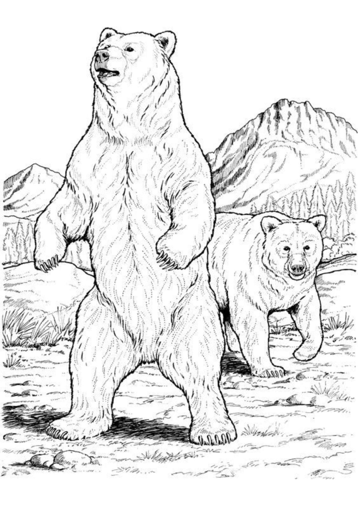 Desenho para Colorir Urso
