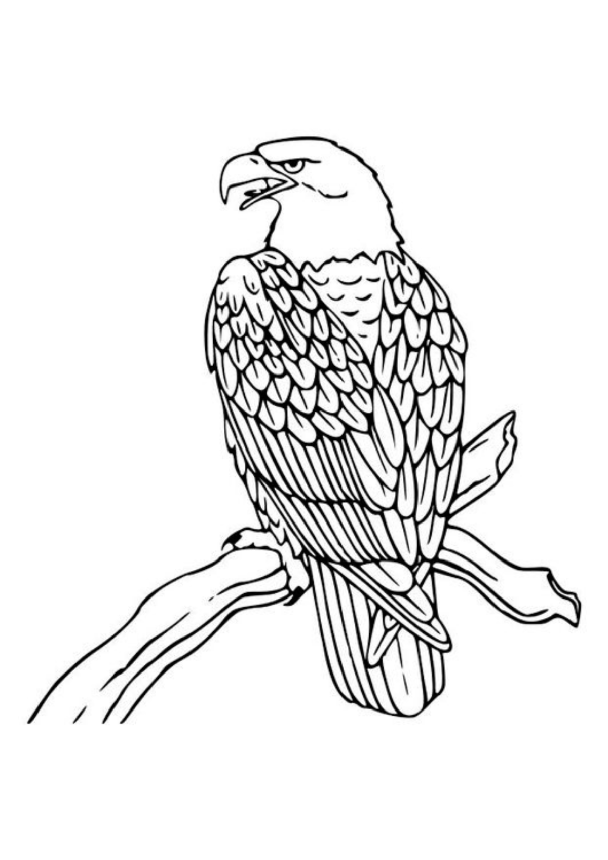 Desenho para Colorir Águia