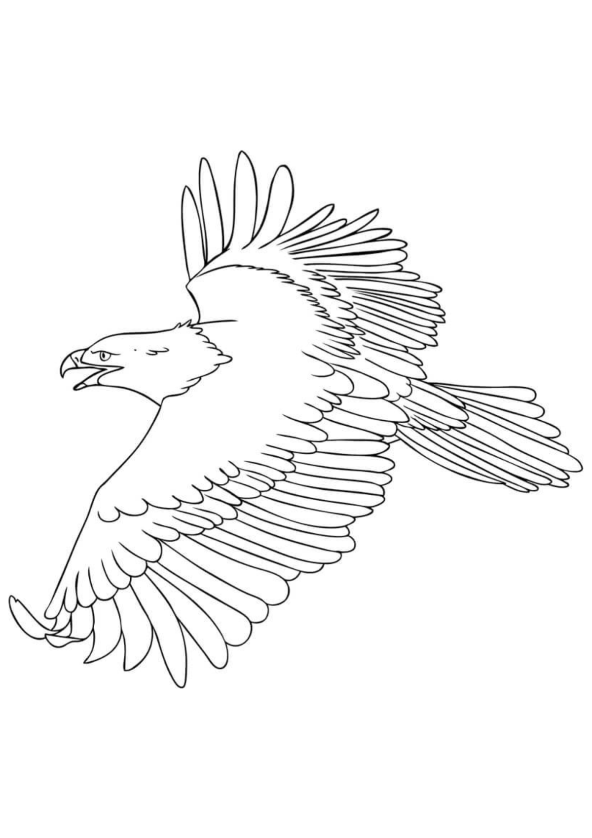 Desenho para Colorir Águia