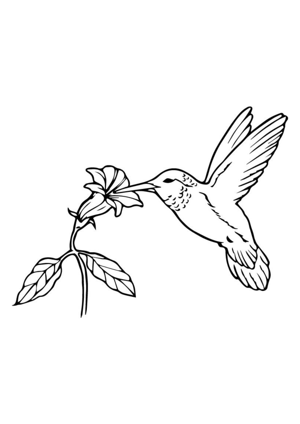 Desenho para Colorir Beija-flor