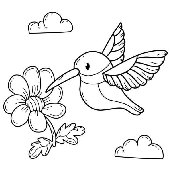Desenho para Colorir Beija-flor