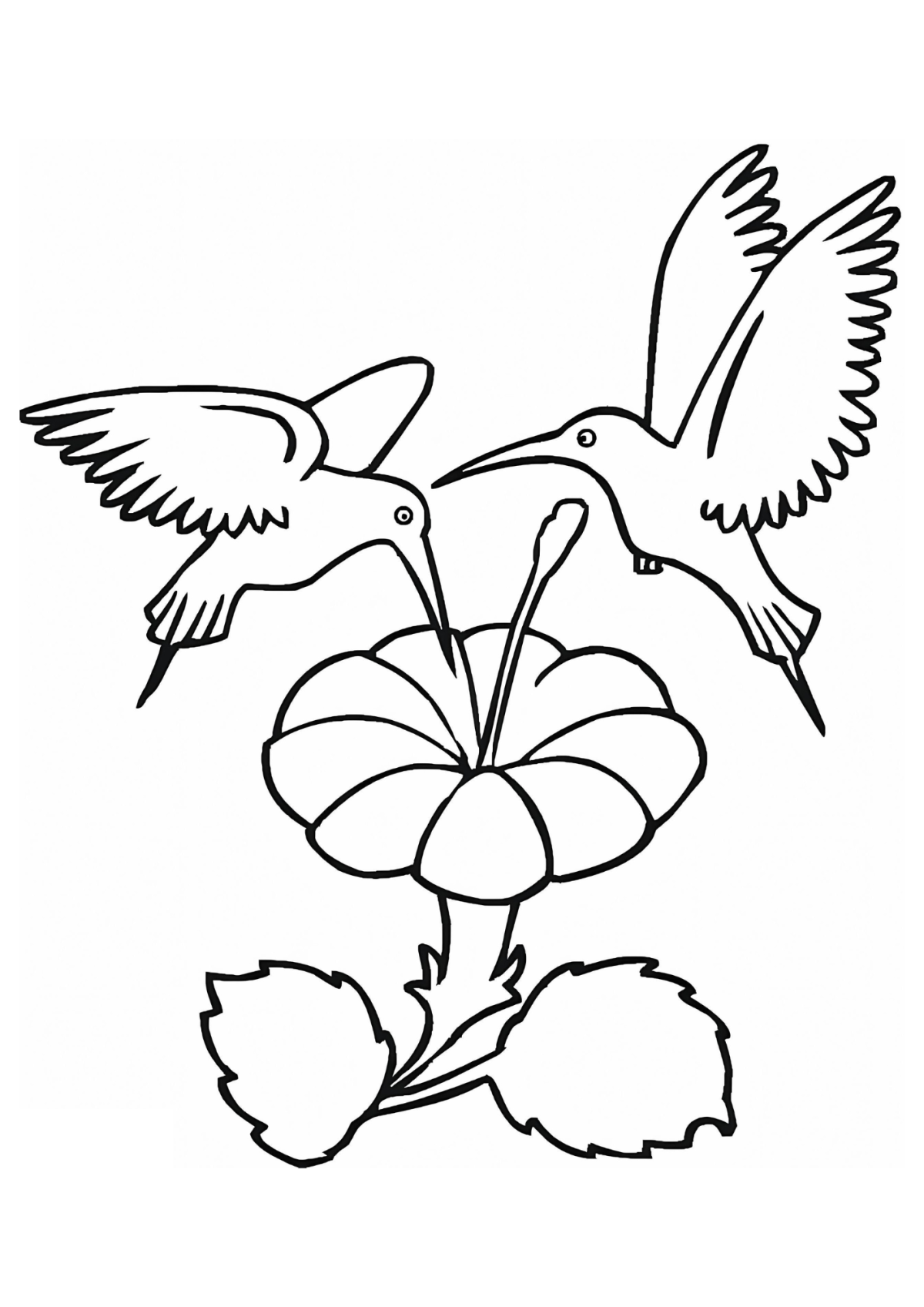 Desenho para Colorir Beija-flor