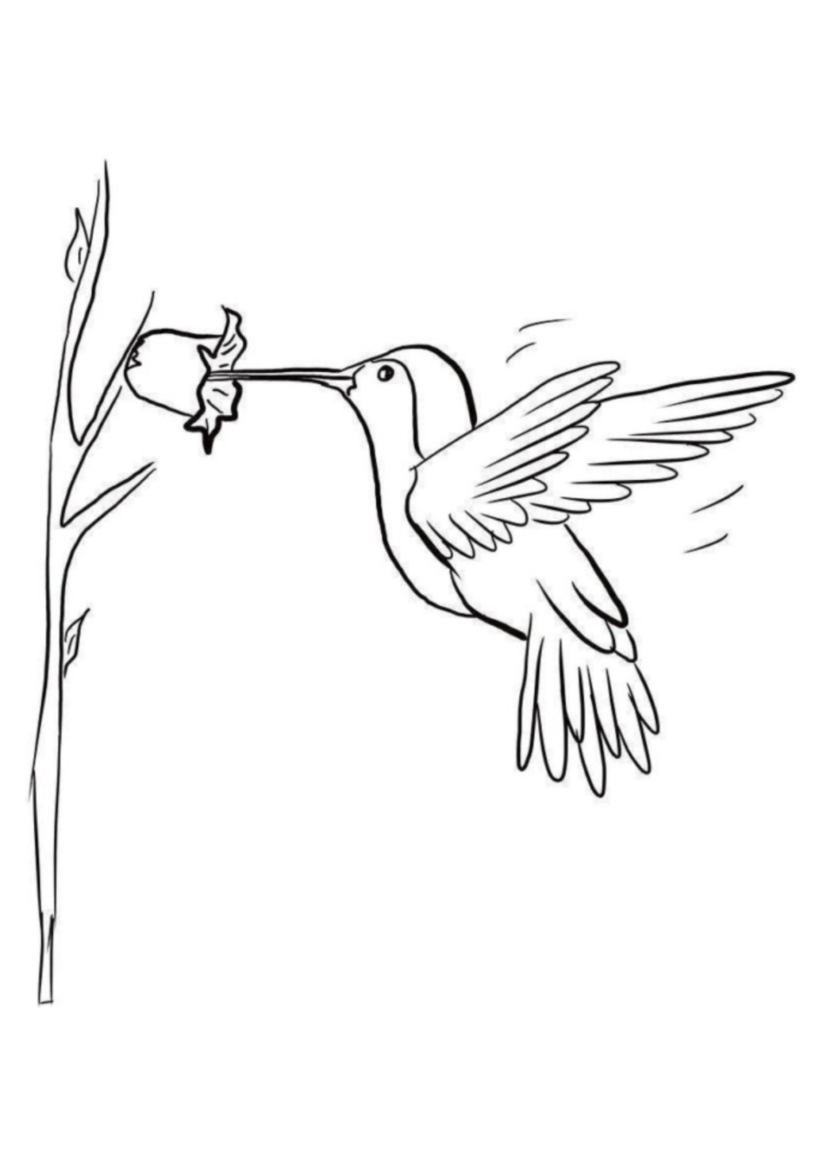 Desenho para Colorir Beija-flor