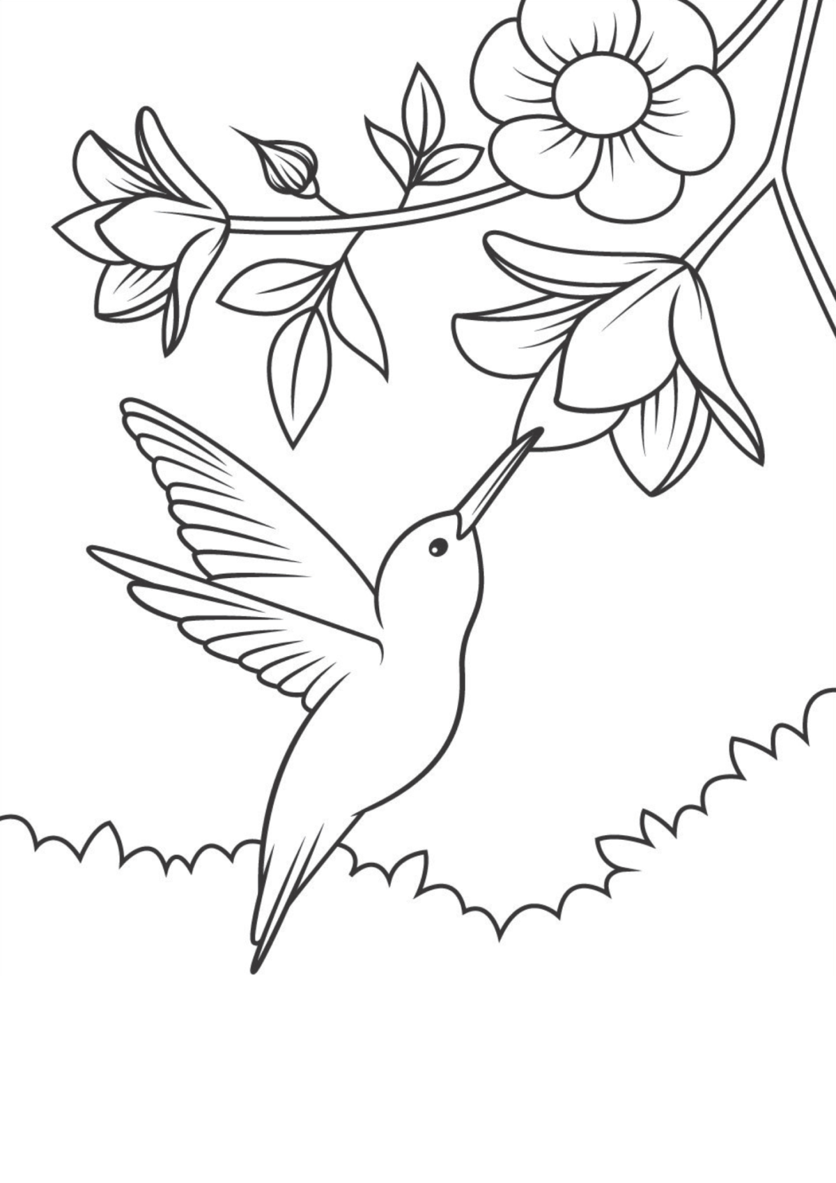 Desenho para Colorir Beija-flor