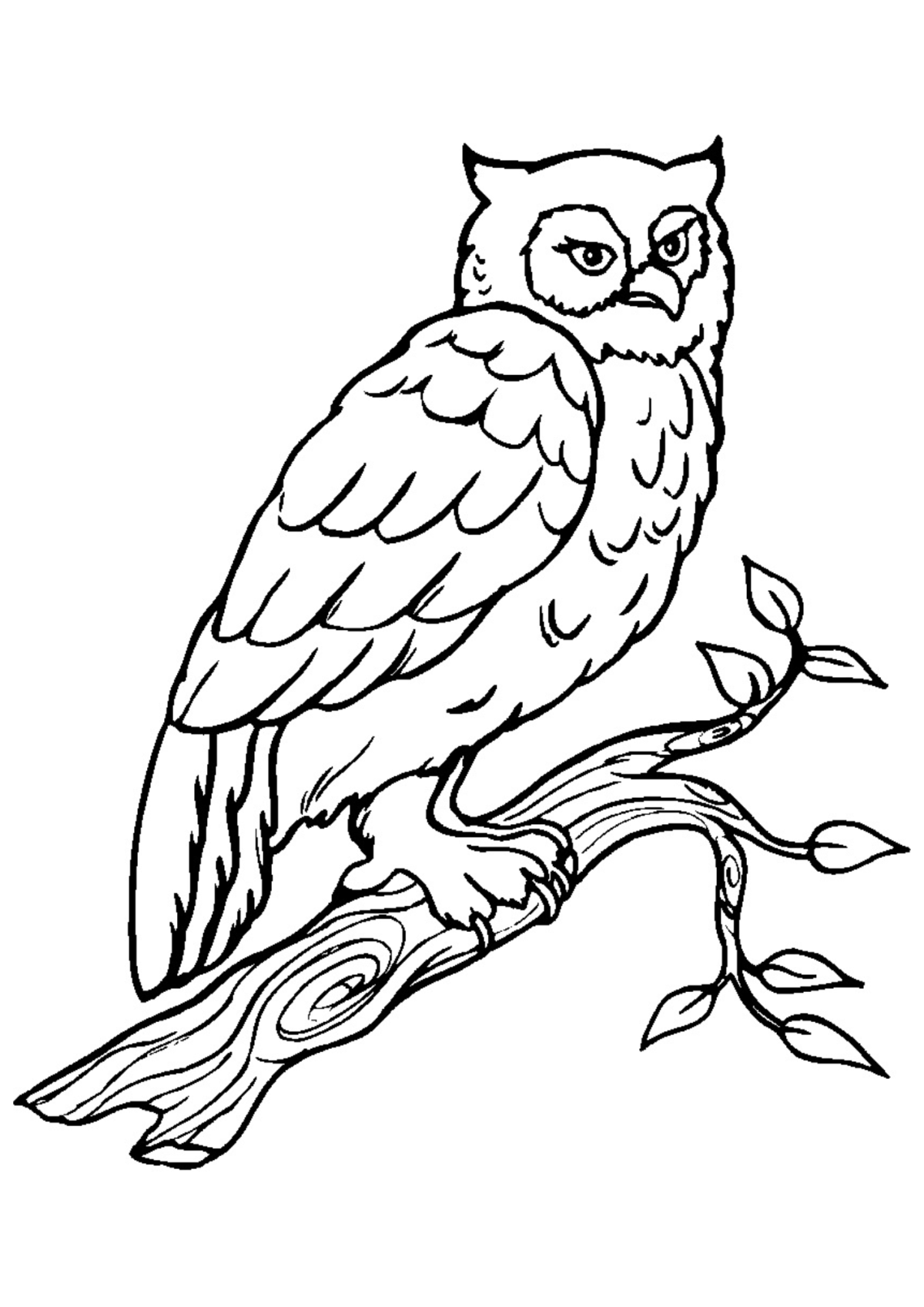 Desenho para Colorir Coruja