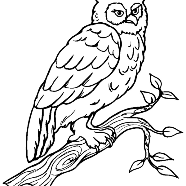 Desenho para Colorir Coruja
