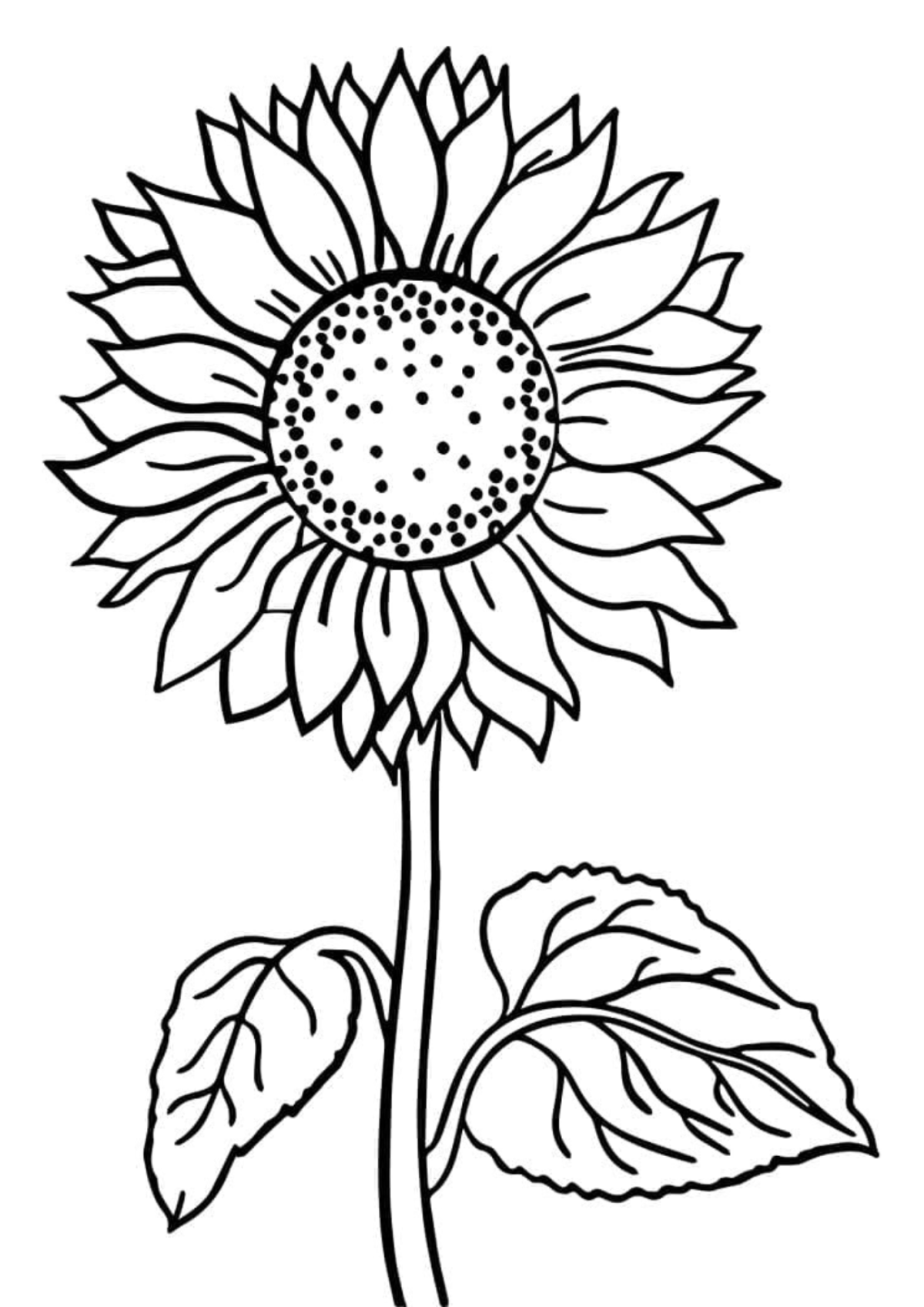 Desenho para Colorir Girassol