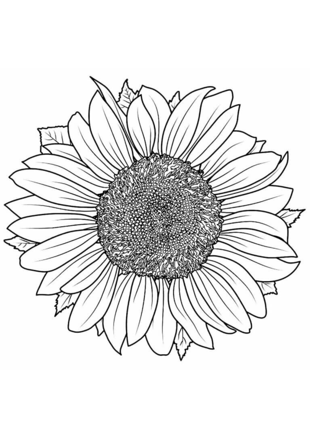 Desenho para Colorir Girassol