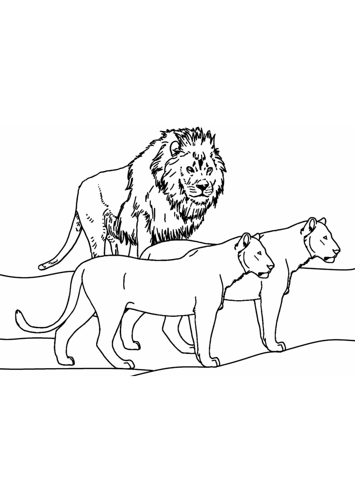 Desenho para Colorir Leão