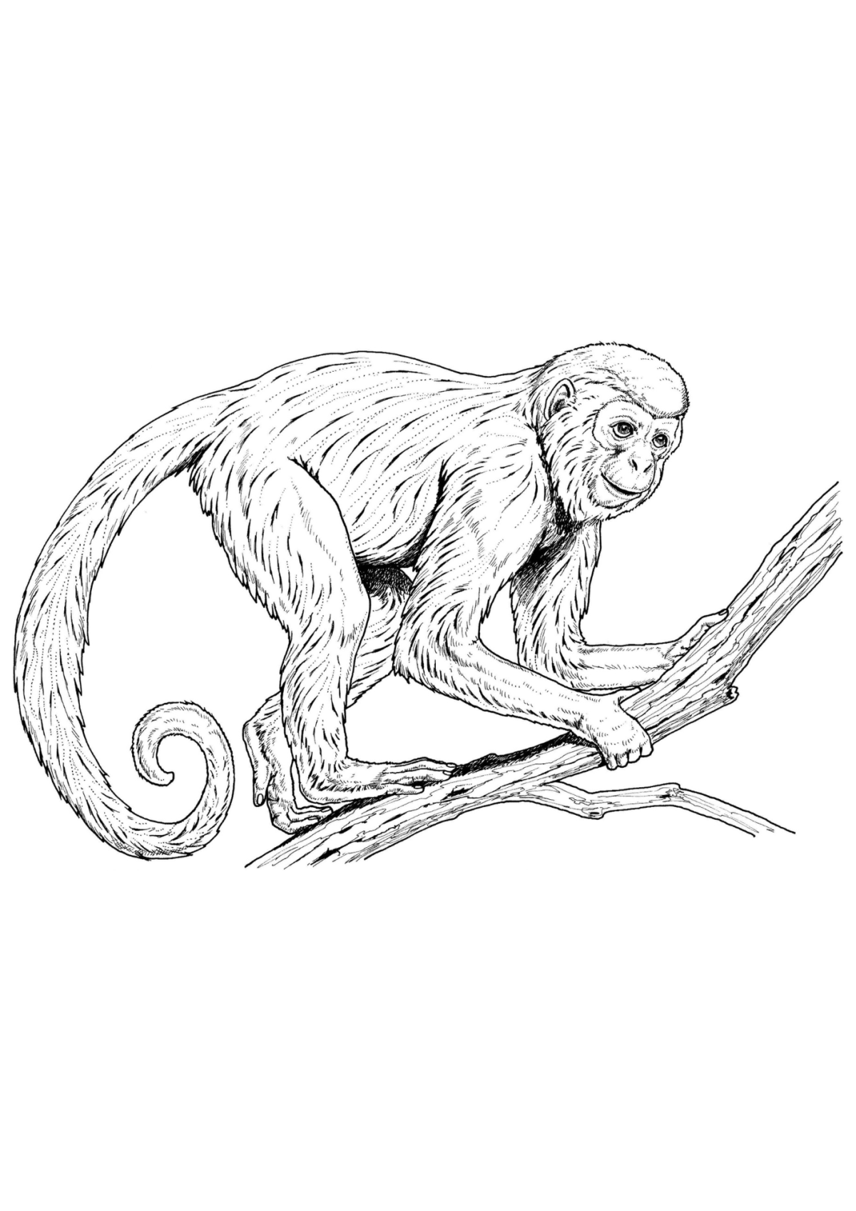 Desenho para Colorir Macaco