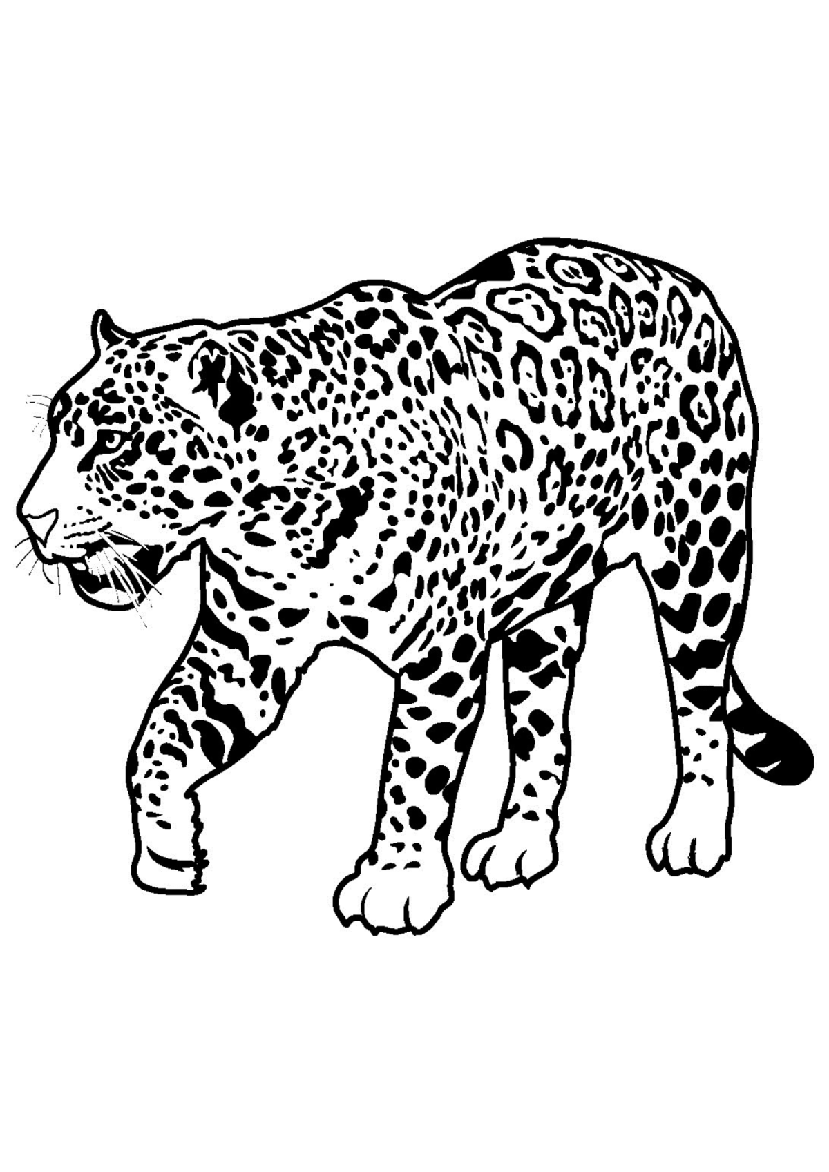 Desenho para Colorir Onça