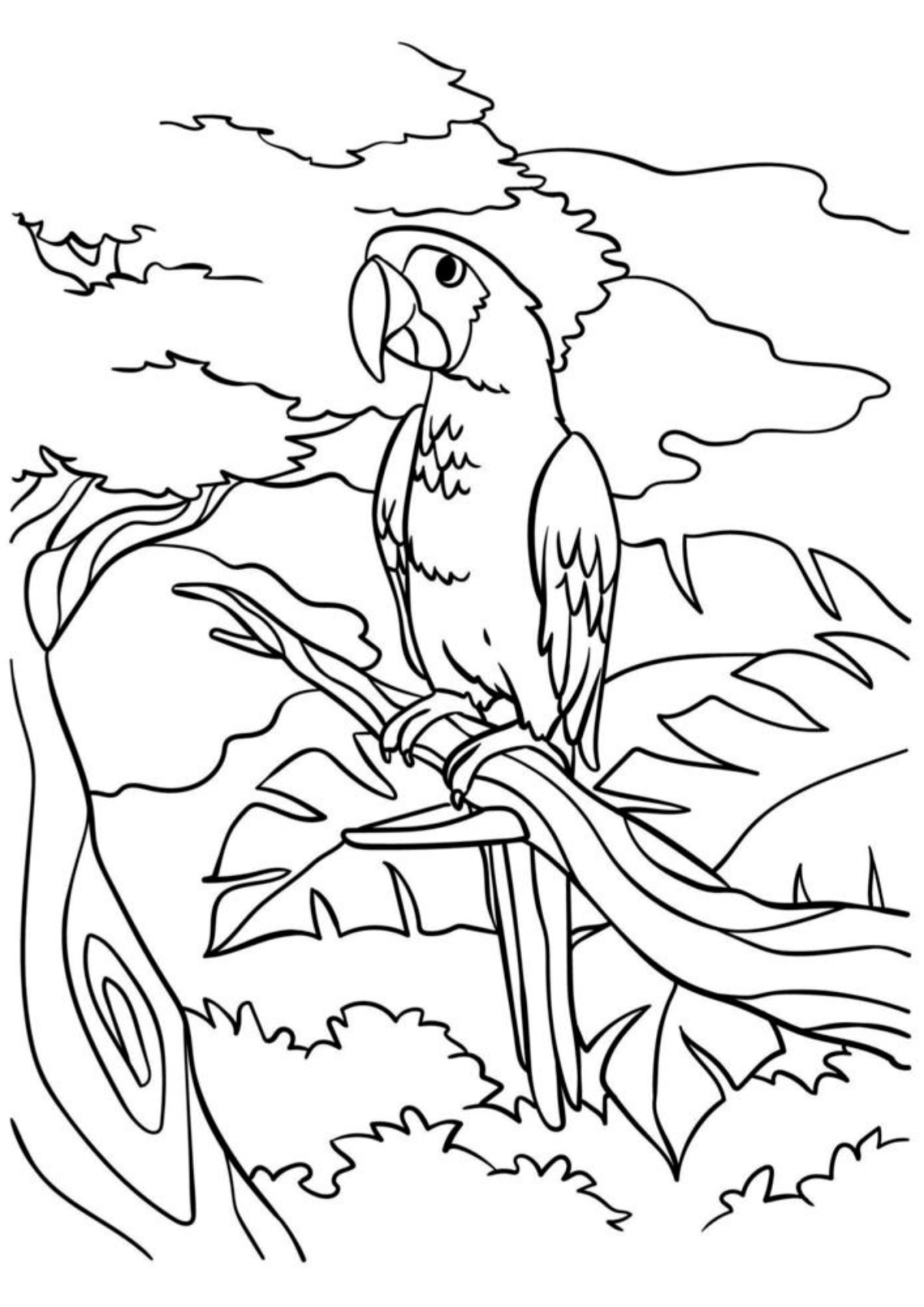 Desenho para Colorir Papagaio