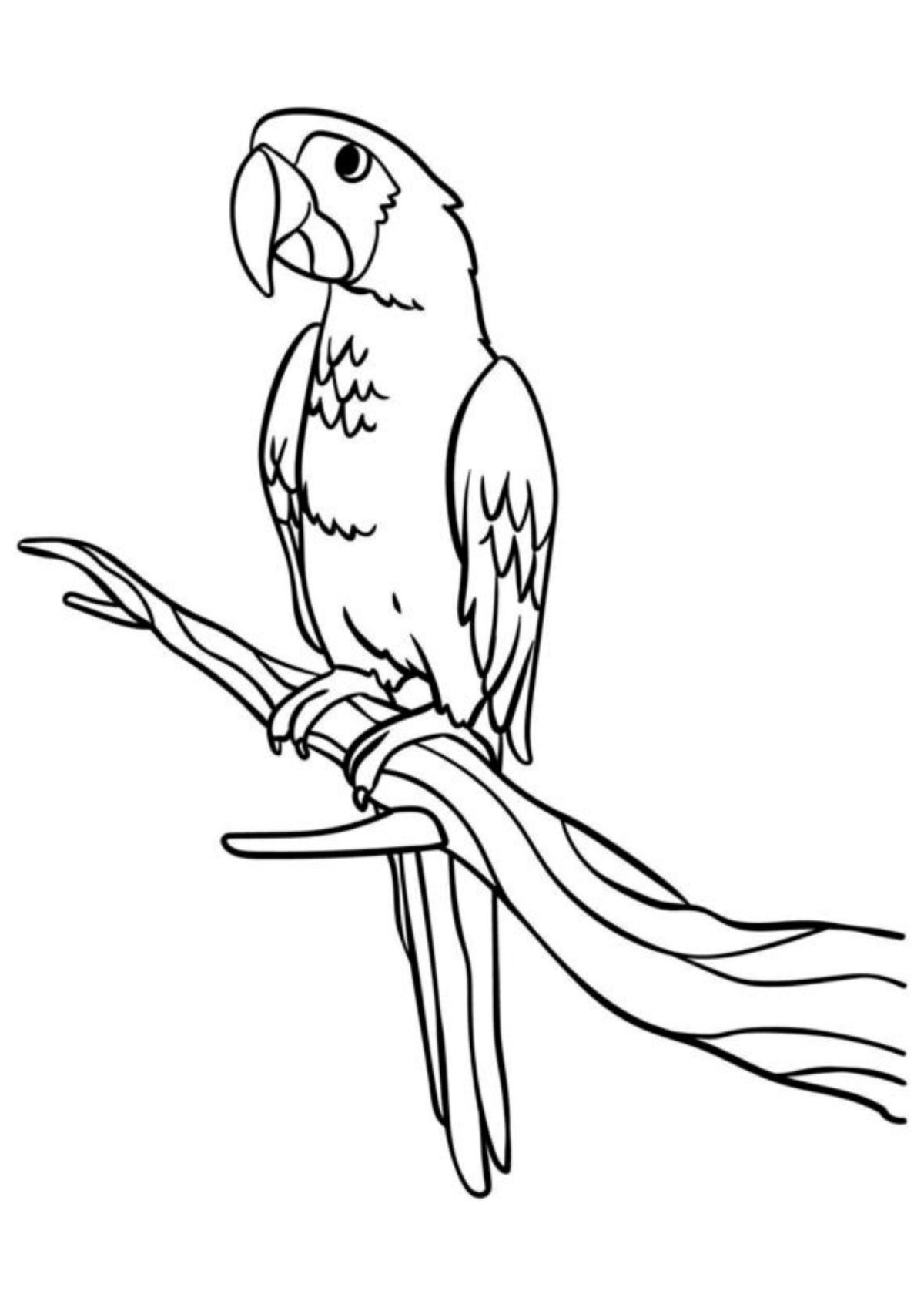 Desenho para Colorir Papagaio