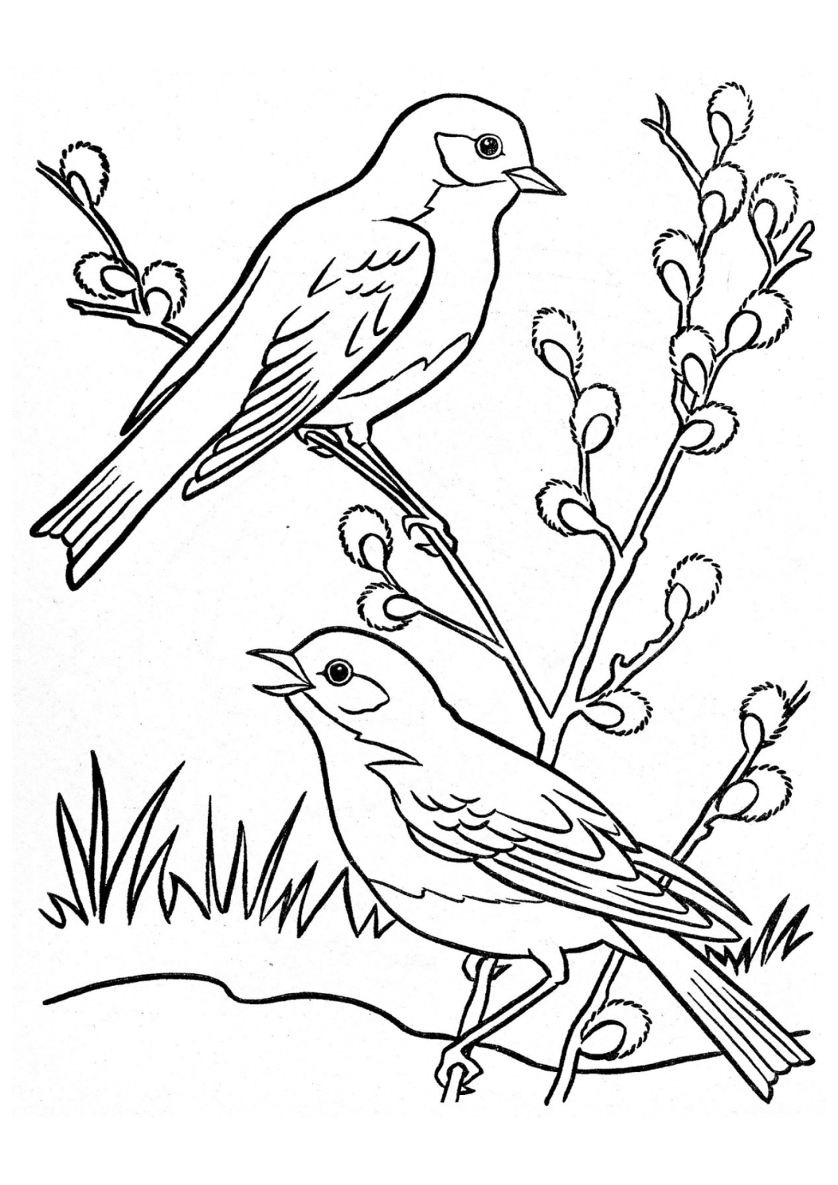 Desenho para Colorir Pássaro