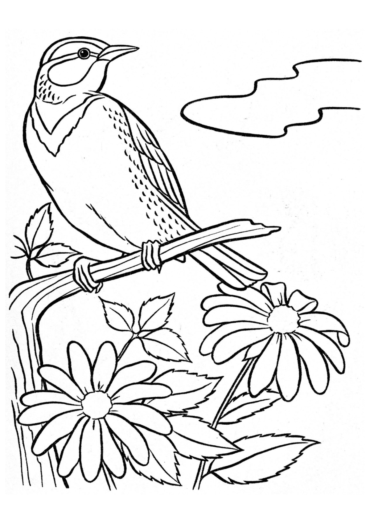 Desenho para Colorir Pássaro